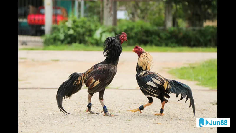 Gà nở mình trong chuồng chờ ăn